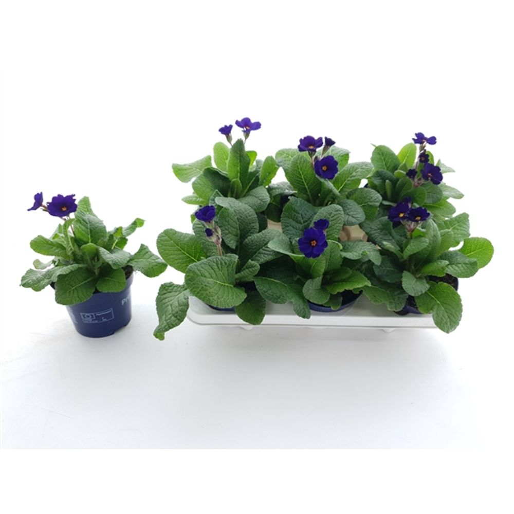 Primula Veris blau T12 H025
