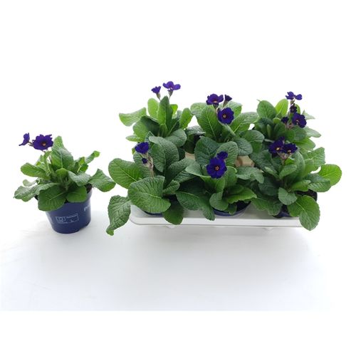 Primula Veris blau T12 H025