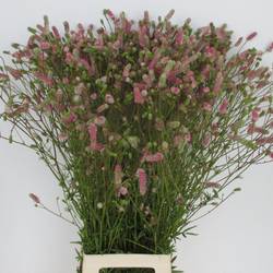 Sanguisorba fuchsia Nephele 90cm