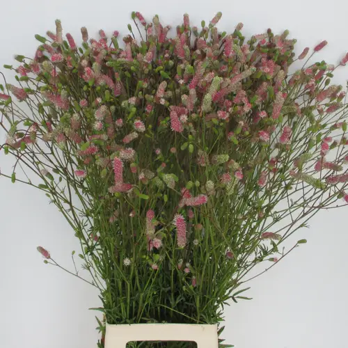 Sanguisorba fuchsia Nephele 90cm