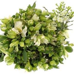 Alstroemerie weiss Paradiso 12+Blüte 60cm