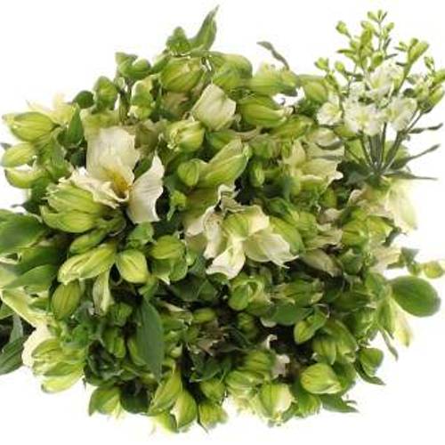 Alstroemerie weiss Paradiso 12+Blüte 60cm