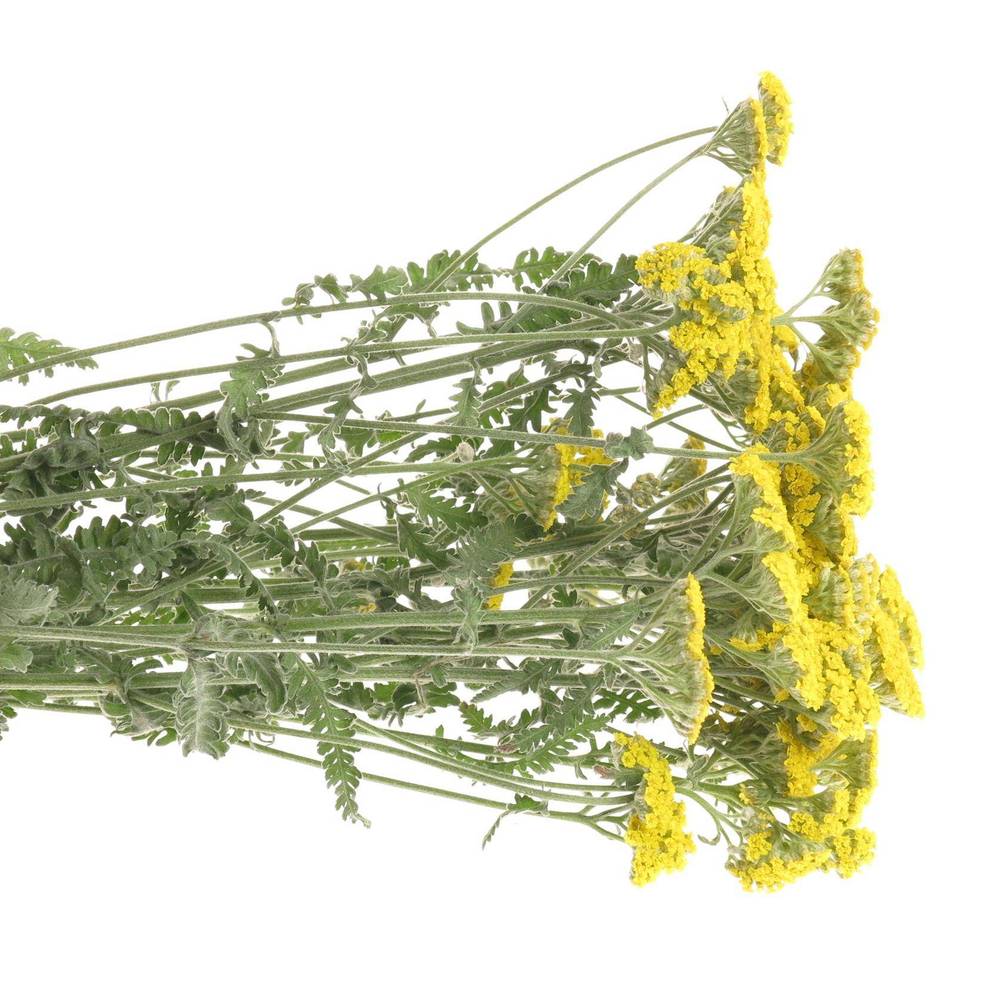 Achillea gelb Lemon 55cm