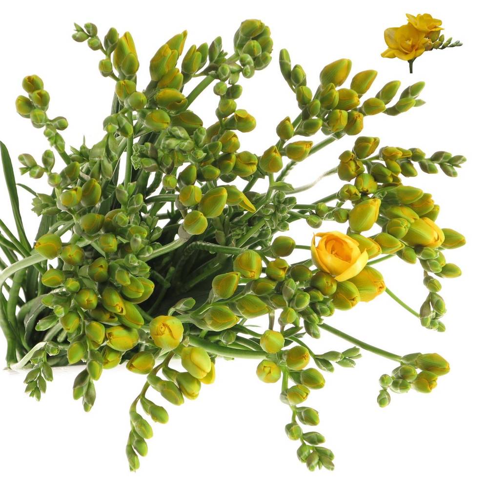 Freesie gelb gefüllt Marseille 32 Gramm