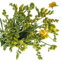 Freesie gelb gefüllt Marseille 32 Gramm