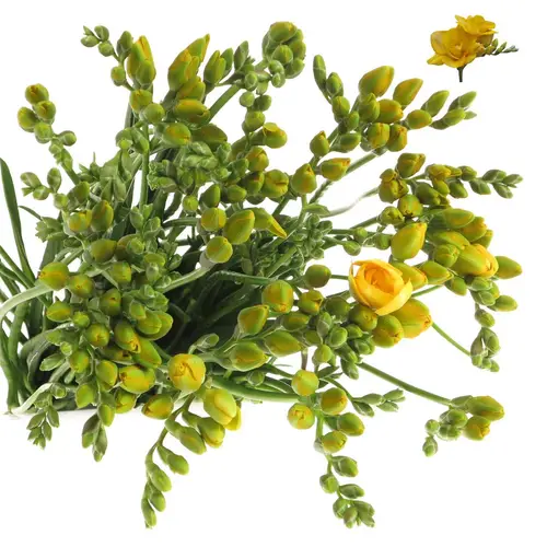 Freesie gelb gefüllt Marseille 32 Gramm