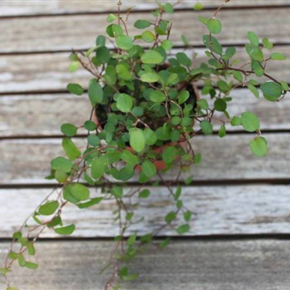 Mühlenbeckia Complexa T06