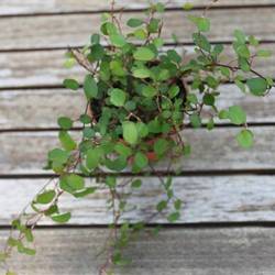 Mühlenbeckia Complexa T06