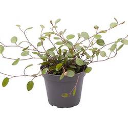 Mühlenbeckia Complexa T06