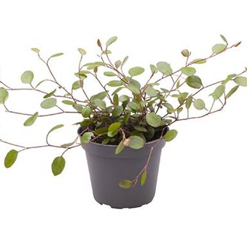 Mühlenbeckia Complexa T06