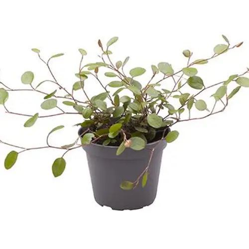 Mühlenbeckia Complexa T06