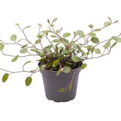 Mühlenbeckia Complexa T06