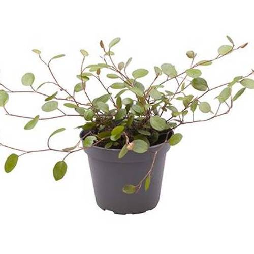 Mühlenbeckia Complexa T06