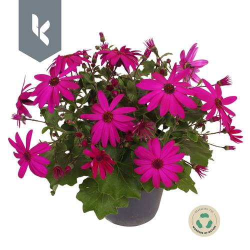 Senetti dunkel rosa T15 H030