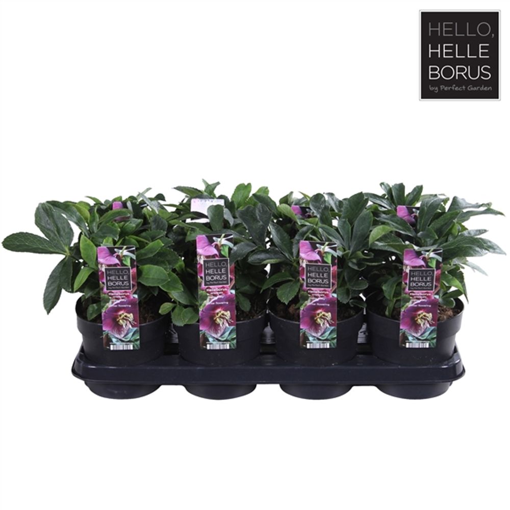 Helleb.rosa Orientalis Ruby T14 H30