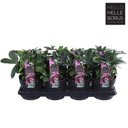 Helleb.rosa Orientalis Ruby T14 H30