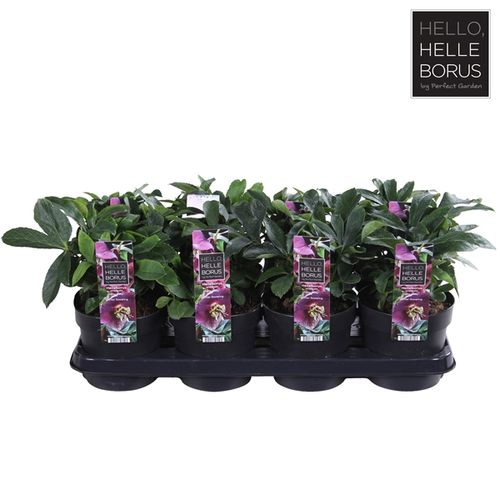 Helleb.rosa Orientalis Ruby T14 H30