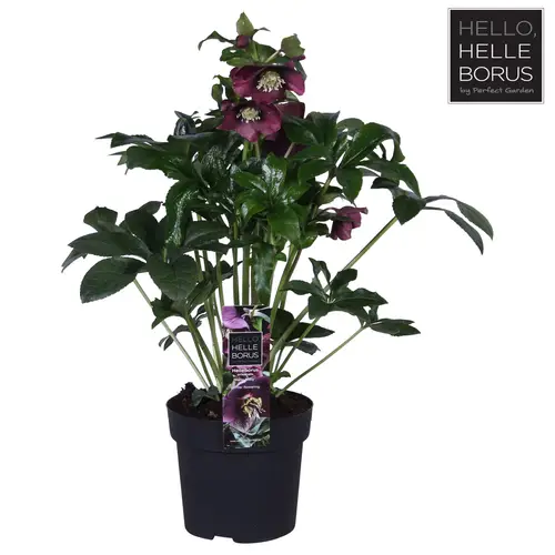 Helleborus Orientalis lila T14 H30