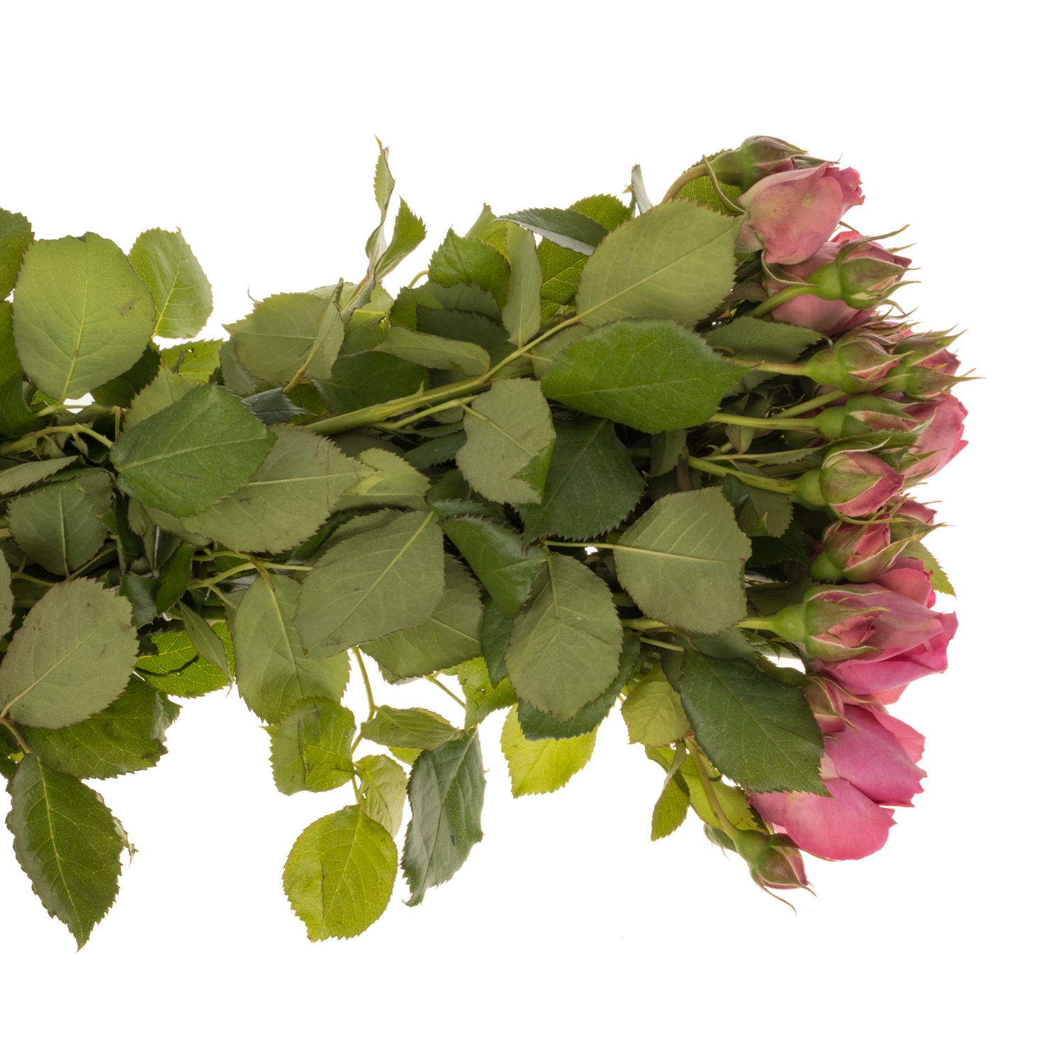Rose Freiland hell rosa/rosa Pink Eden 4+Blüte 40cm