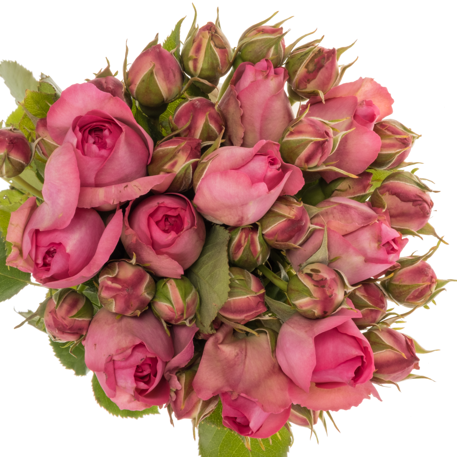 Rose Freiland hell rosa/rosa Pink Eden 4+Blüte 40cm