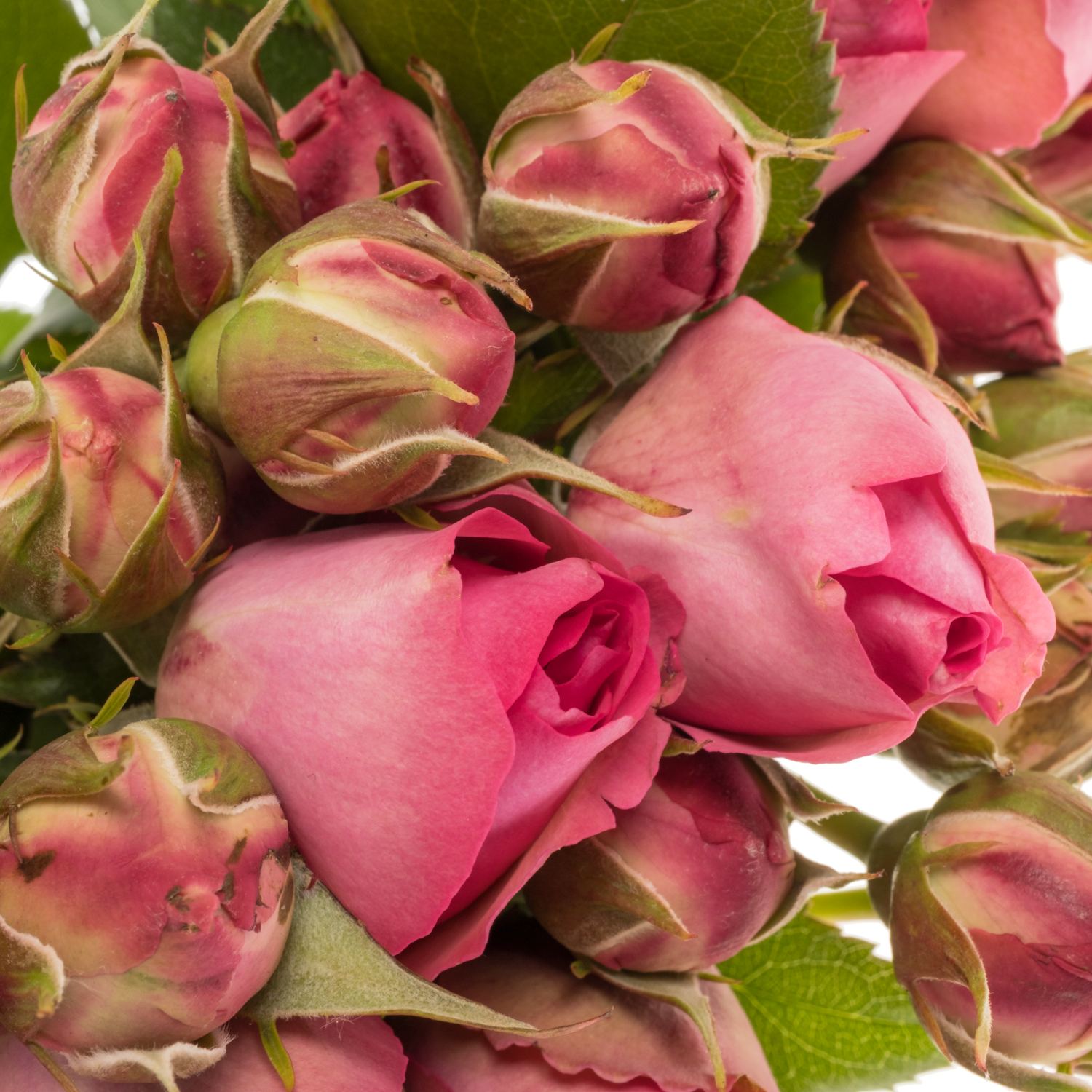 Rose Freiland hell rosa/rosa Pink Eden 4+Blüte 40cm