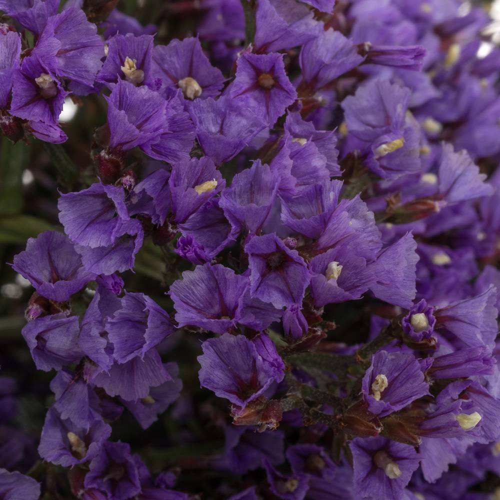 Statice lila Perezie Enchante 35 Gramm 70cm