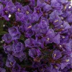 Statice lila Perezie Enchante 35 Gramm 70cm