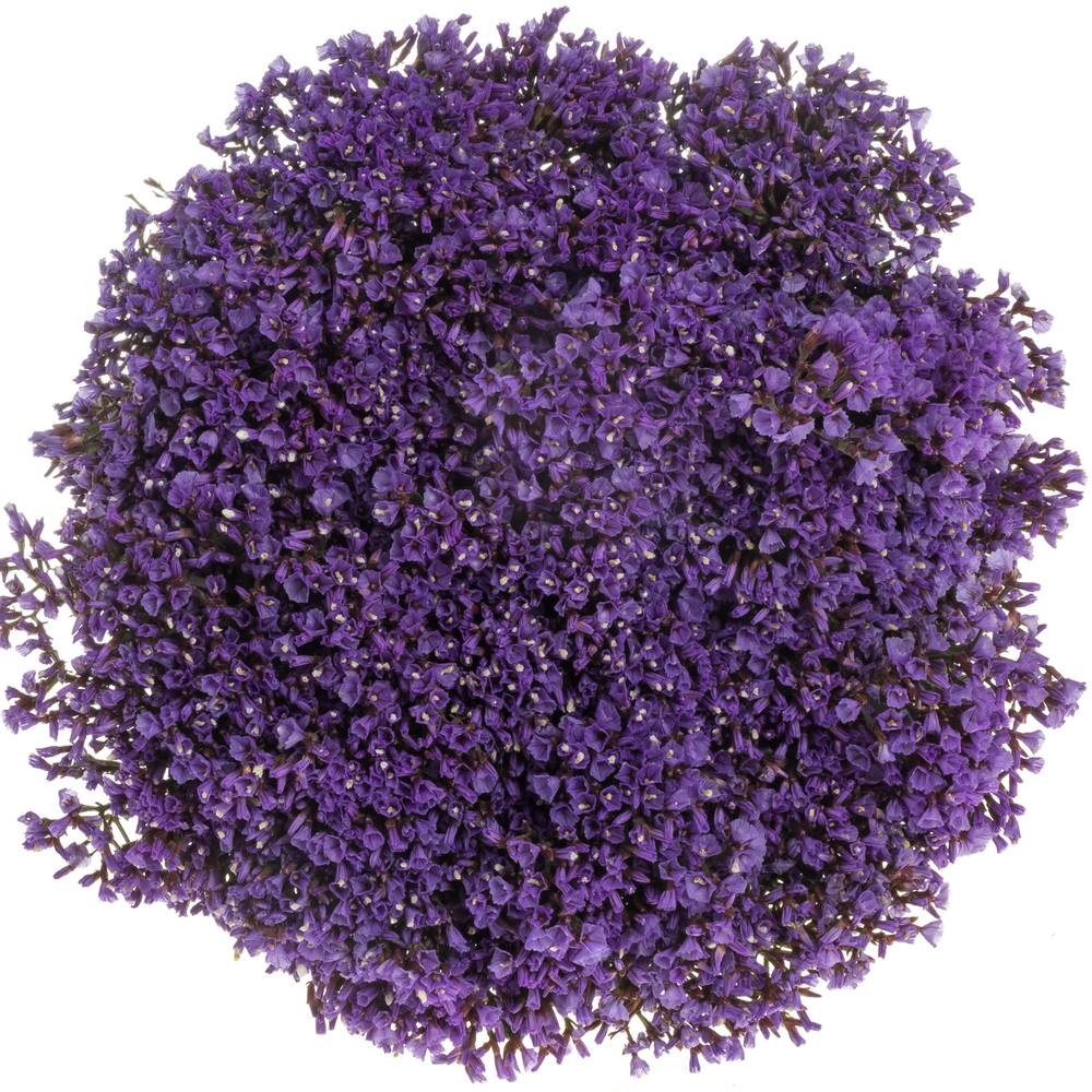 Statice lila Perezie Enchante 35 Gramm 70cm