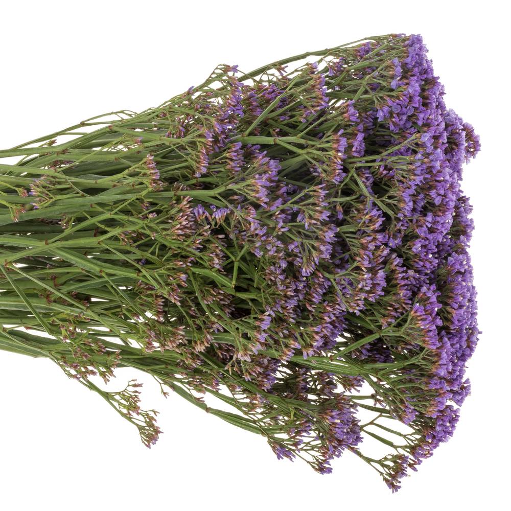 Statice lila Perezie Enchante 35 Gramm 70cm