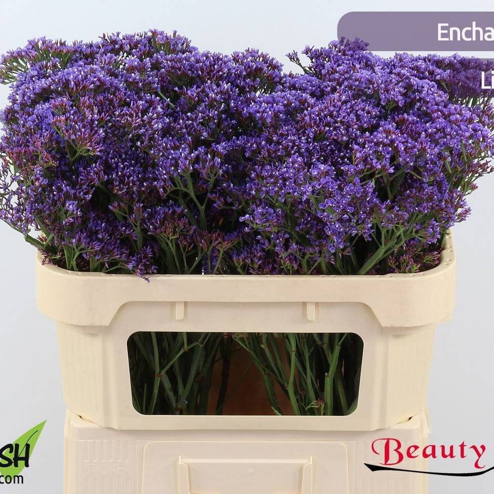 Statice lila Perezie Enchante 35 Gramm 70cm