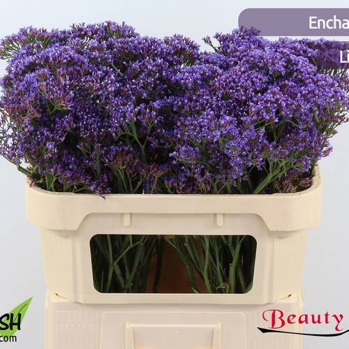 Statice lila Perezie Enchante 35 Gramm 70cm