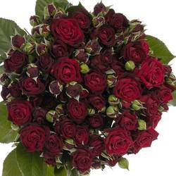Rose verzweigt rot Angelique 4+Blüte 60cm