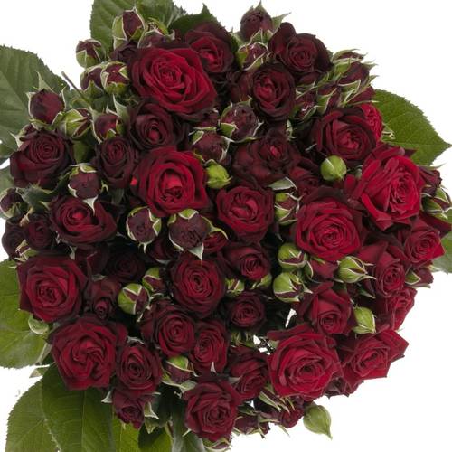 Rose verzweigt rot Angelique 4+Blüte 60cm
