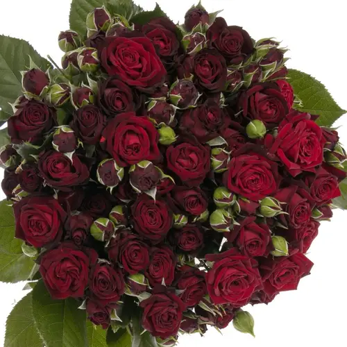 Rose verzweigt rot Angelique 4+Blüte 60cm