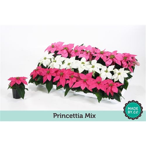 Princettia mix 3f T06 H13