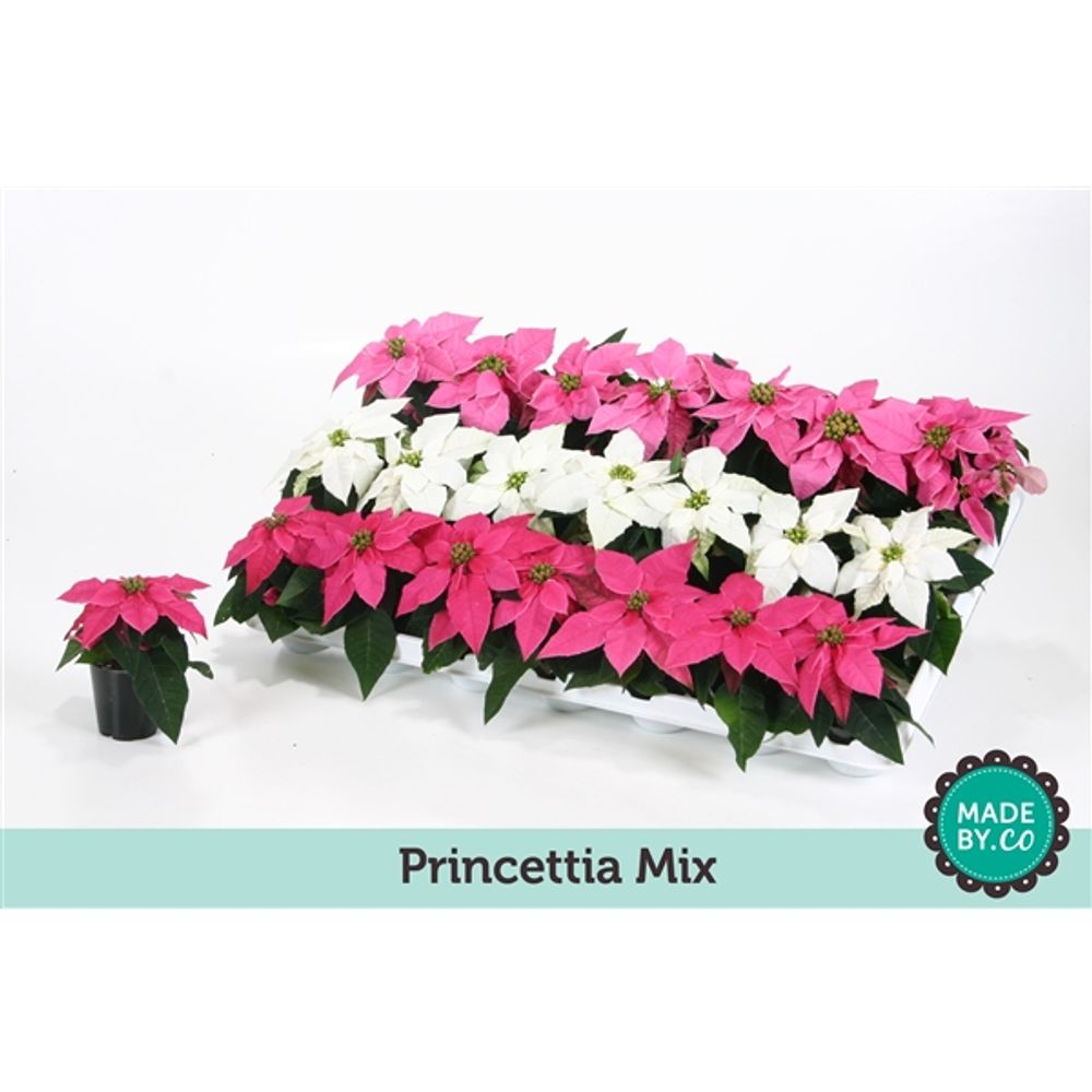 Princettia mix 3f T06 H13