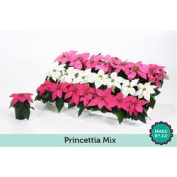 Princettia mix 3f T06 H13