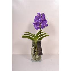 Vanda Bose blau Xl H60 Glas