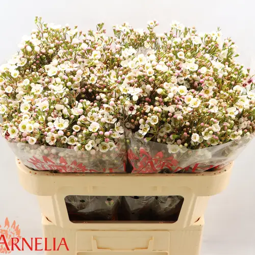 Wachsflower apricot Janelle 55Gramm 70cm