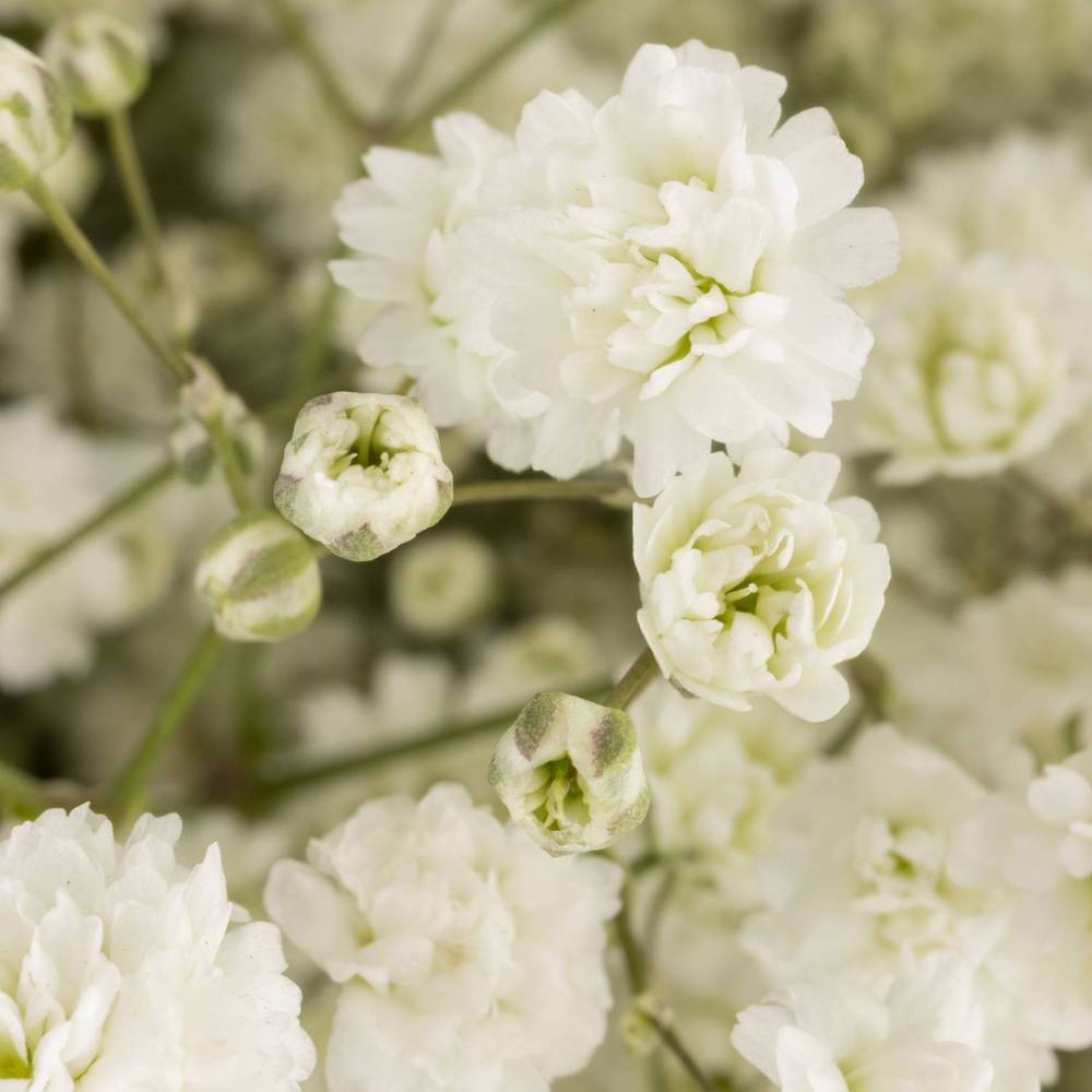 Gyps weiss Xlence 55 Gramm grosse Blüte