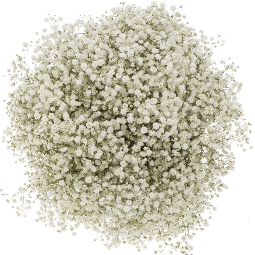 Gyps weiss Xlence 55 Gramm grosse Blüte