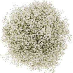 Gyps weiss Xlence 55 Gramm grosse Blüte