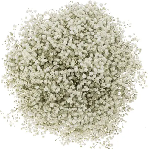 Gyps weiss Xlence 55 Gramm grosse Blüte