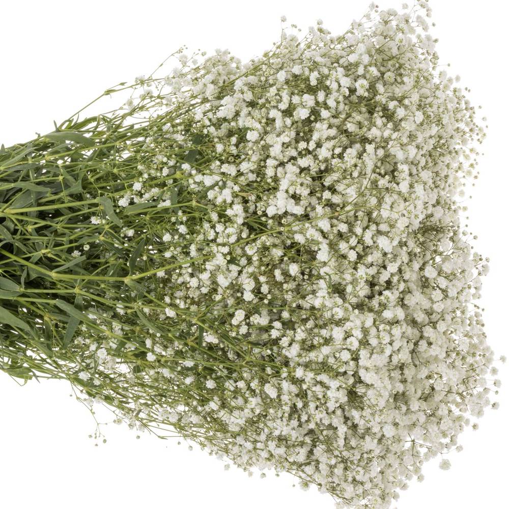 Gyps weiss Xlence 55 Gramm grosse Blüte