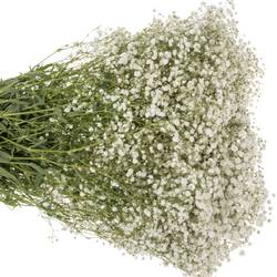 Gyps weiss Xlence 55 Gramm grosse Blüte