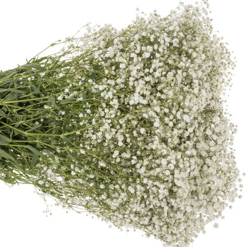 Gyps weiss Xlence 55 Gramm grosse Blüte