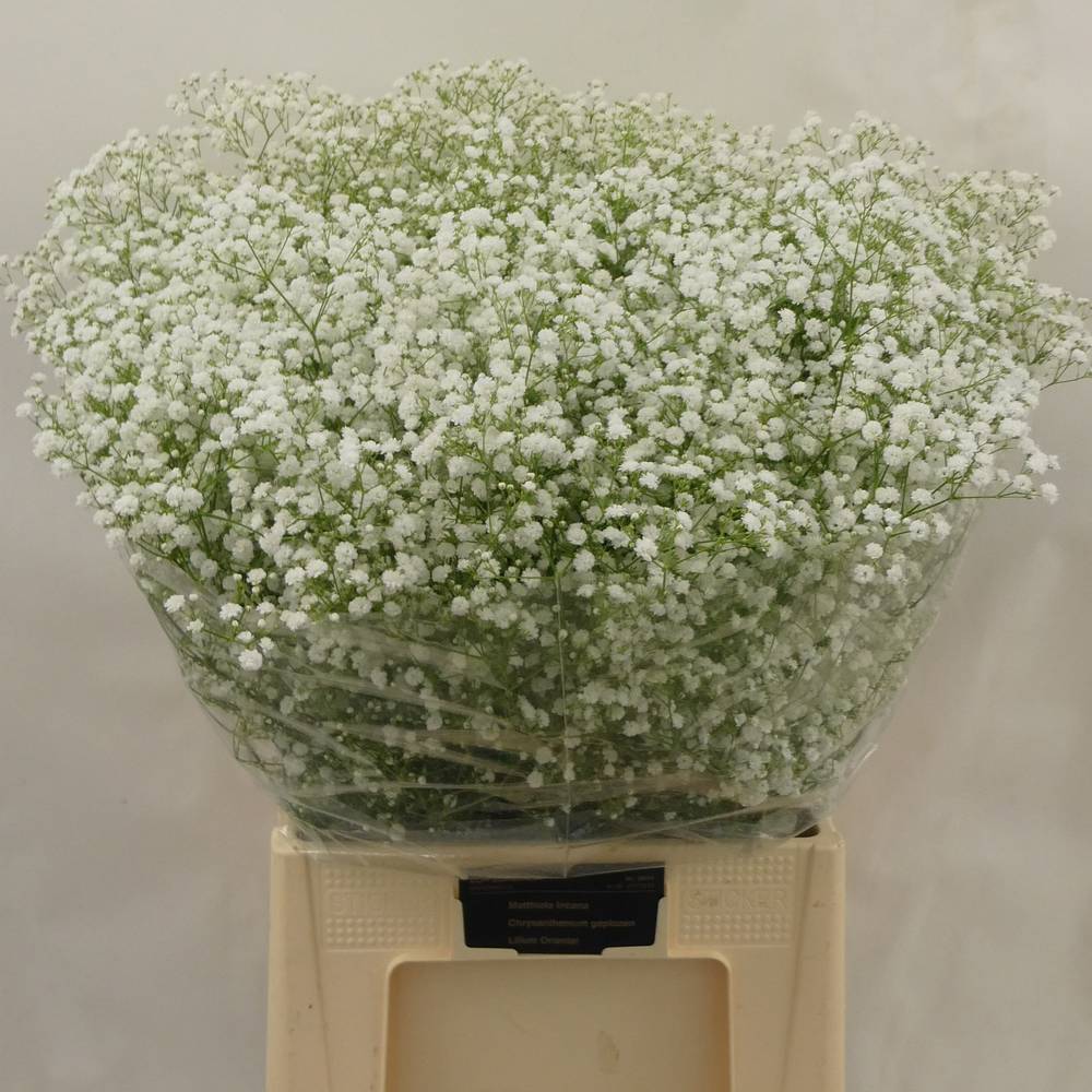 Gyps weiss Xlence 55 Gramm grosse Blüte