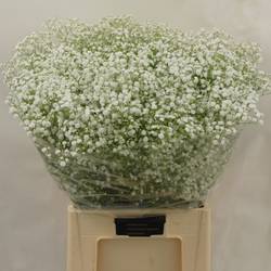 Gyps weiss Xlence 55 Gramm grosse Blüte