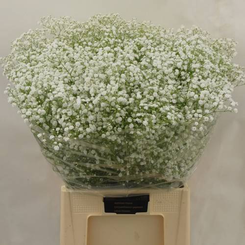 Gyps weiss Xlence 55 Gramm grosse Blüte