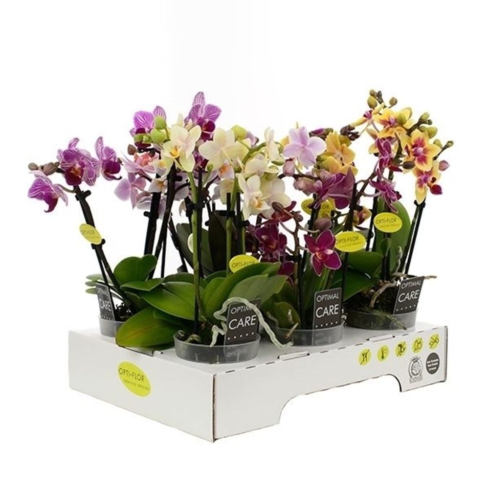 Phal.3-R mix T07 H20